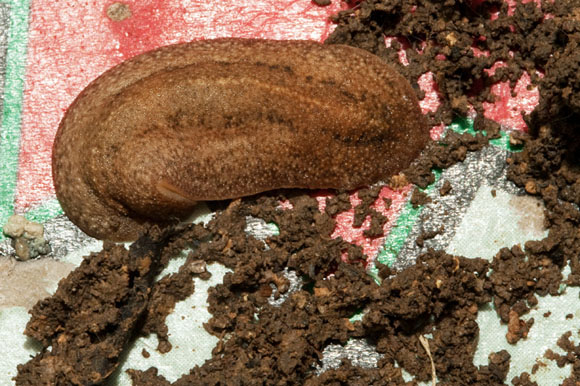 Laevicaulis sp.